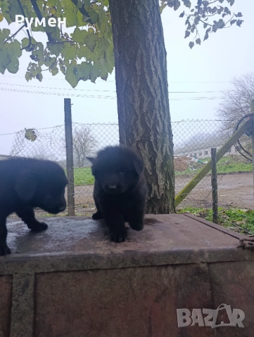 Немска овчарка (Канадски вълк), снимка 8 - Немска овчарка - 52648855