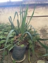 Юка - студоустойчиви големи растения в саксия , снимка 8