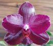 Ароматна орхидея фаленопсис Sogo relex, снимка 1