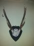 Еленови рога., снимка 3