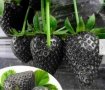 200 семена от плод черна ягода черни ягоди органични плодови ягодови семена от вкусни ягоди отлични , снимка 2