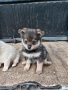 мъжки и женски кучета , снимка 4