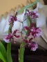 Орхидея Камбрия, снимка 1