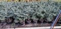 Кавказка ела, снимка 1 - Градински цветя и растения - 43090806
