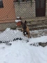 Белгийска овчарка 6м., снимка 2