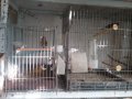 Продавам певчески канари, снимка 8