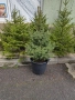 коледна елха, снимка 8