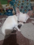 Продавам чихуахуа, снимка 4