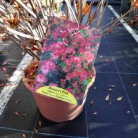 Azalea blaauw's pink (Азалия), снимка 1 - Градински цветя и растения - 43569524