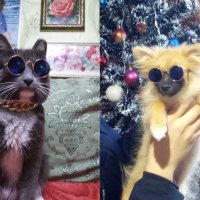 Слънчеви очила за котки и кучета , очила за куче котка, снимка 9 - За котки - 28157944
