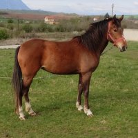 Продавам кобила порода Източнобългарски кон , снимка 3 - Коне - 43043702