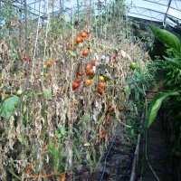 Разсад и семена от  домат  - Чероки пърпъл, снимка 6 - Сортови семена и луковици - 11527954