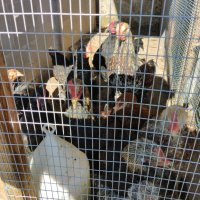 Сребърни и червени катунски пилета, снимка 8 - Кокошки и пуйки - 41455038