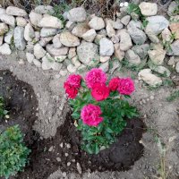 Мини роза, снимка 2 - Градински цветя и растения - 40476902