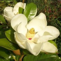 Магнолия Грандифлора  “Magnolia Grandiflora”, снимка 2 - Разсади - 35664284