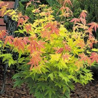 ЯПОНСКИ КЛЕН , ОРАНЖЕВ- ACER PALMATUM ‘ORANGE DREAM’, снимка 3 - Разсади - 40752284