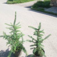 Сребрист смърч (Picea pungens), снимка 9 - Градински цветя и растения - 29531057