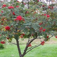 Офика - Sorbus aucuparia, снимка 2 - Разсади - 38210169