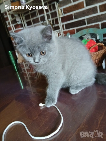  Британка късокосместа (момиче), снимка 1