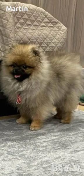 Продавам Супер мини Померан , снимка 1