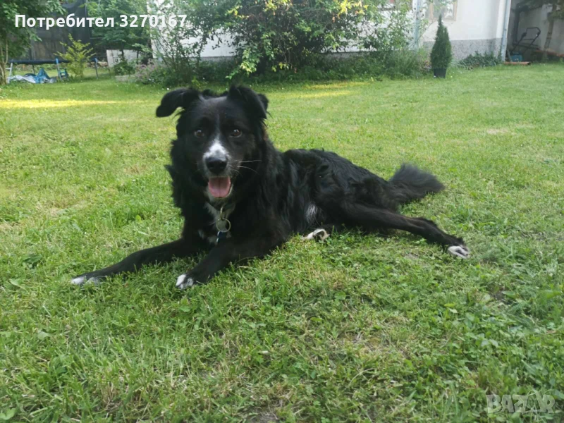 Подарявам куче, снимка 1