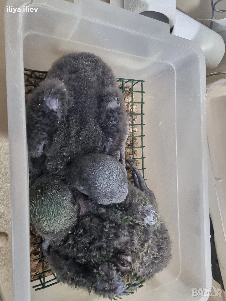 бебета еклектус , снимка 1