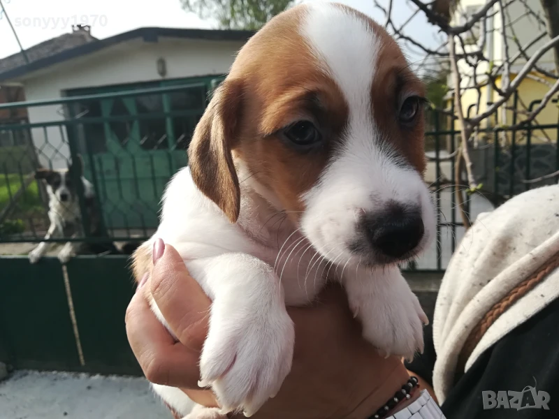 ДЖАК РЪСЕЛ-КУЧЕНЦА РАННО ЗАПИСВАНЕ 1506250725, снимка 1