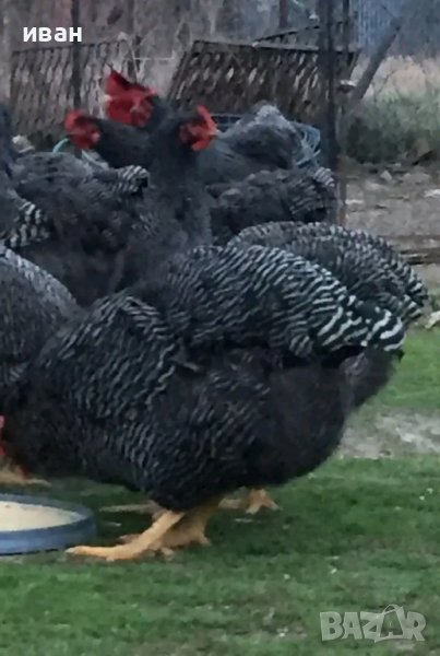 Свободни яйца от Ивичест Плимутрок -страхотни птици  с носливост около 200 бр.и вкусно месо , снимка 1