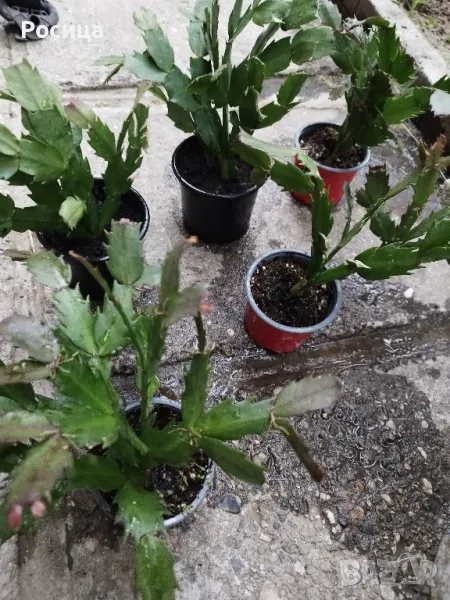 коледниче, снимка 1