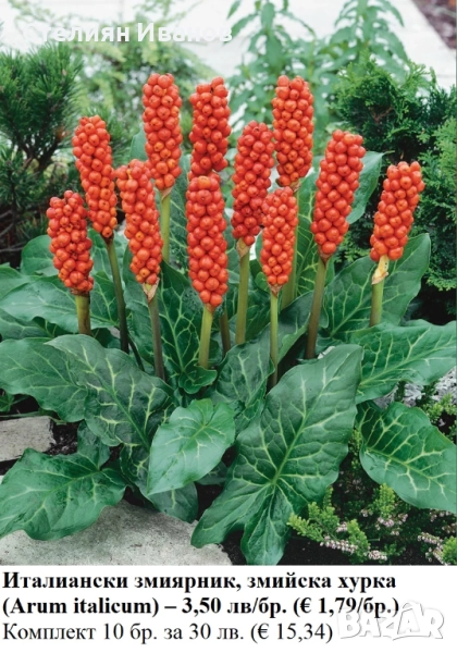 Италиански змиярник, змийска хурка (Arum italicum) – грудки, снимка 1