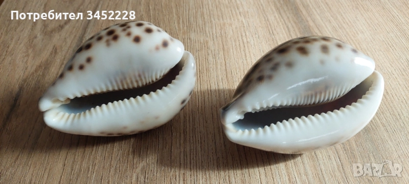 раковина за ценители два броя отлични , снимка 1