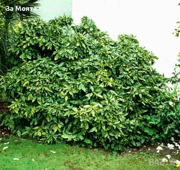 Аукуба , снимка 1