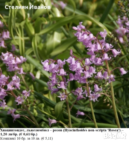 Хиацинтоидес, лъжезюмбюл – розов (Hyacinthoides non-scripta 'Rosea') – луковици, снимка 1