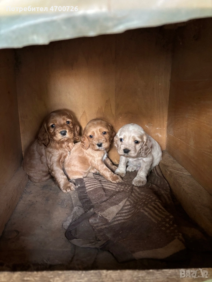 Кокер шпаньол - чистокръвни , снимка 1