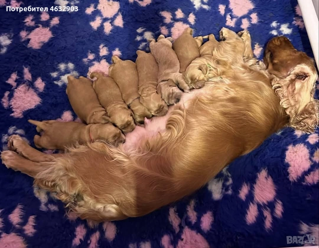 кокер шпаньол момче родословен баща , снимка 1