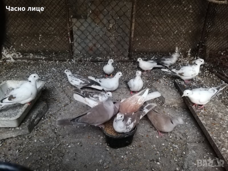 Смеещисе гугутки, снимка 1