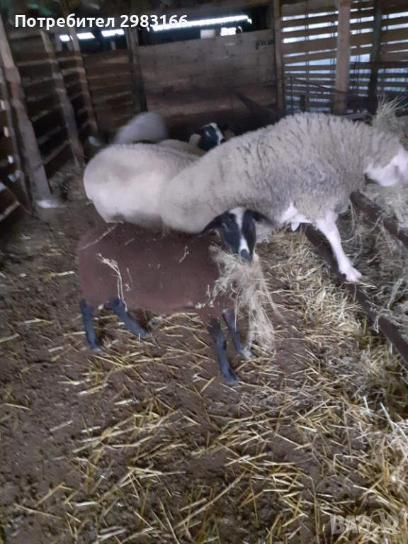 Фрезийски овце, снимка 1