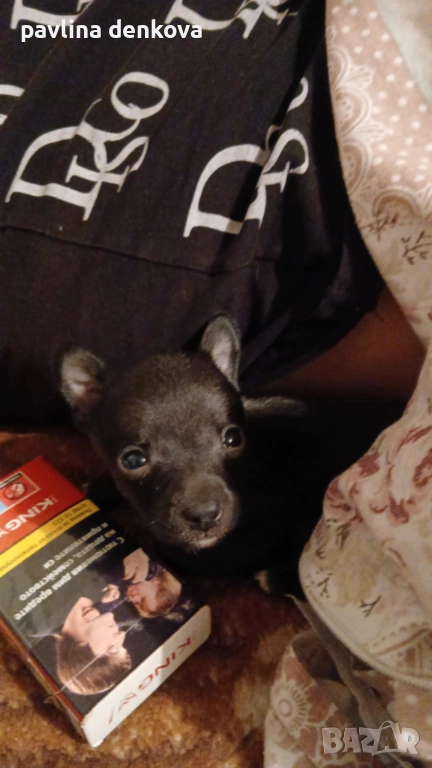 Чихопинчер който търси своя нов дом.., снимка 1