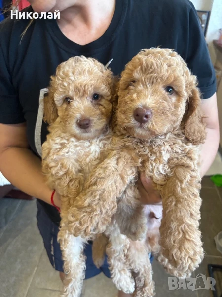 Продавам мини пудели, снимка 1