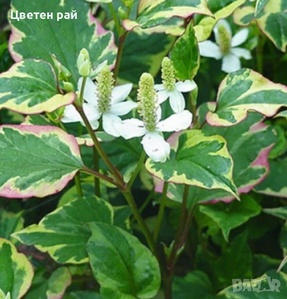 Хутиния многогодишно зимоустойчиво растение , снимка 1