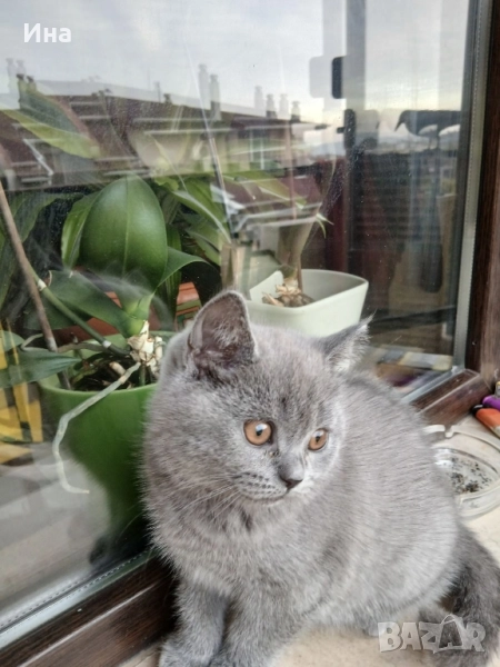британска котка, снимка 1