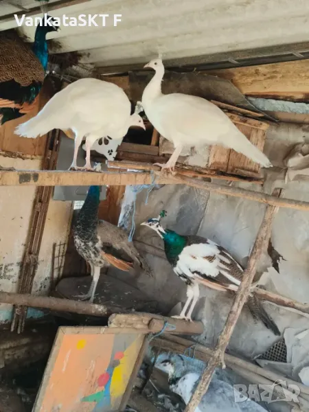 Пауни, снимка 1