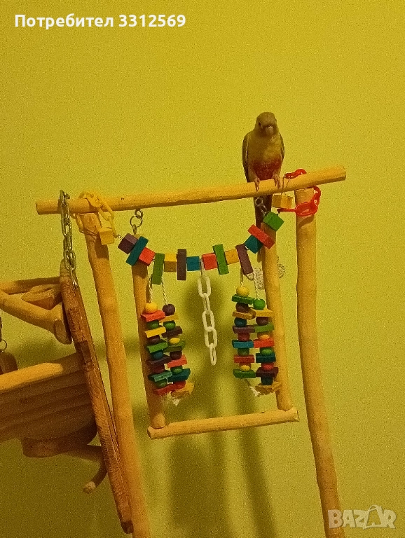 Пирура ръчно хранена , снимка 1