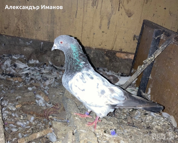 Гълъби, снимка 1