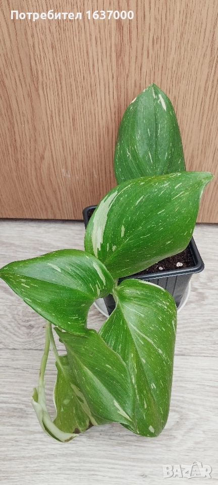 Сциндапсус Rubicon , снимка 1