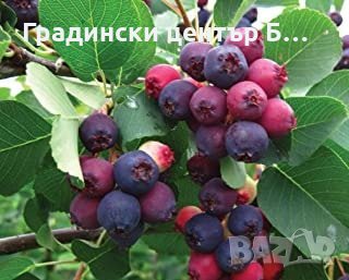 Цветя и растения за градината - Павликени: - ХИТ цени - Онлайн — Bazar.bg