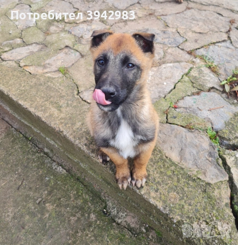 Белгийска овчарка Малиноа , снимка 3 - Белгийска овчарка - 52797025