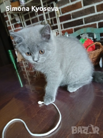  Британка късокосместа (момиче), снимка 1