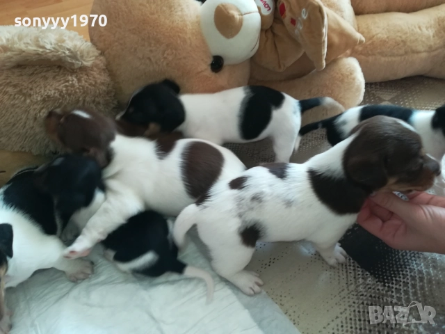 ДЖАК РЪСЕЛ СЛАДУРИ 250ЛВ ЗА КУТРЕ 1409250841, снимка 2 - Джак ръсел териер - 51706283