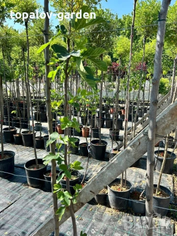 🪴Смокиня , снимка 2 - Градински цветя и растения - 51305979